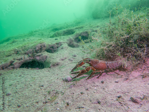 Lone Crayfish Roaming a Murky Freshwater Floor