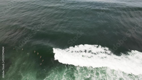 Birds of the Ocean