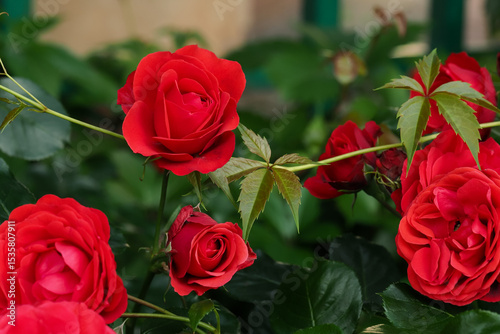red rose on green leaves background in natural environment, in full bloom close up, selective focus, romantic and elegant flower, intimate and delicate