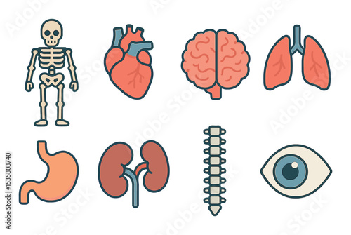 Anatomy icons set – outline, human body parts, medical and healthcare symbols