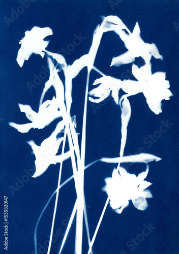Daffodils flowers illustration. Botanical illustration. Floral arrangement. Plant silhouette. White on blue. Cyanotype creation process. Sun print.

