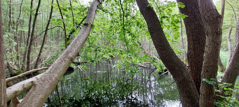 Fototapeta premium swamp in a forest