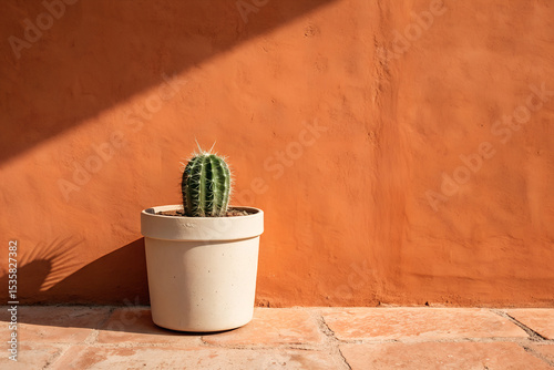 cactus in a pot