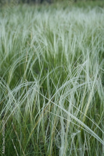 Feather grass (Latin: Stipa) is a genus of perennial monocotyledonous herbaceous plants from the family Poaceae. One of the most common plants in the steppes.
