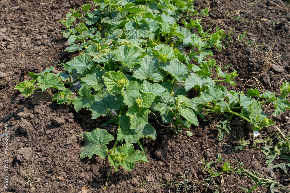 Obraz premium A vibrant patch of young, green melon or squash plants with large, textured leaves, growing in rich brown soil under natural light in an outdoor garden or field.