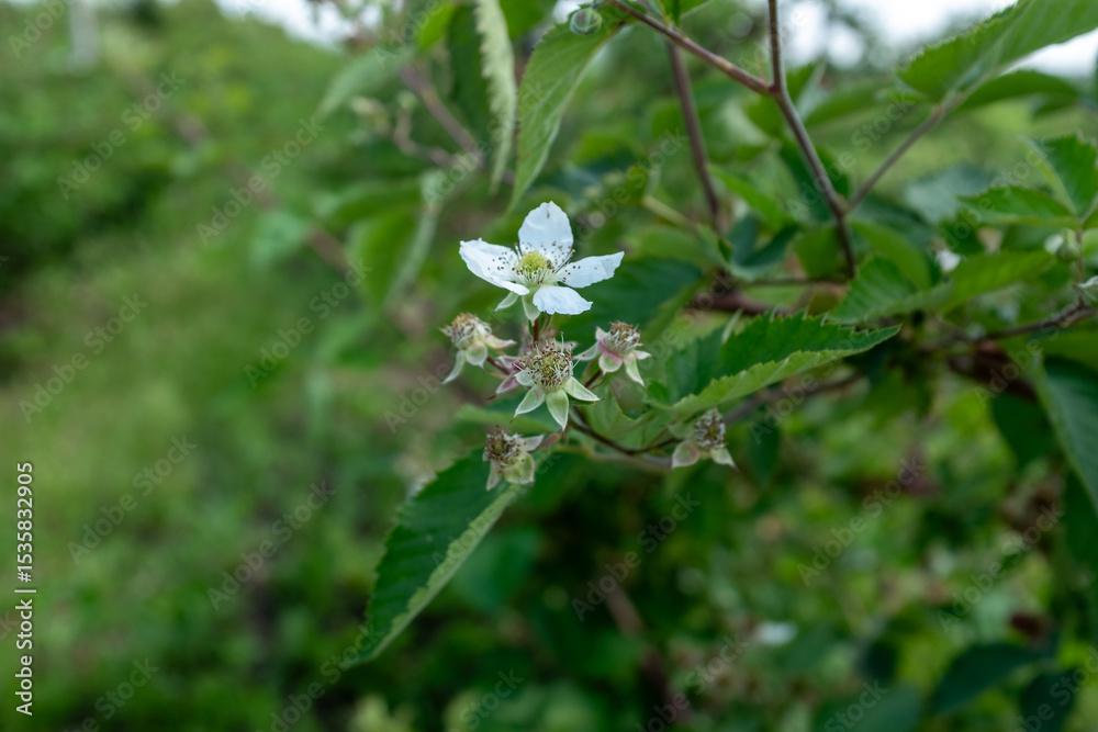 Fototapeta premium A delicate white blossom with a green center and five petals, surrounded by developing green and reddish berry buds and green leaves, symbolizing new growth and the start of a berry harvest