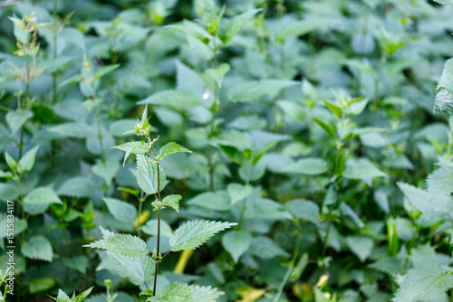 Patch of Stinging Nettle Plants