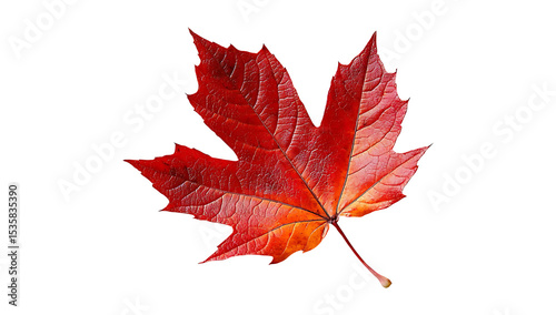 Single Autumn Maple Leaf  isolated on transparent background, png photo