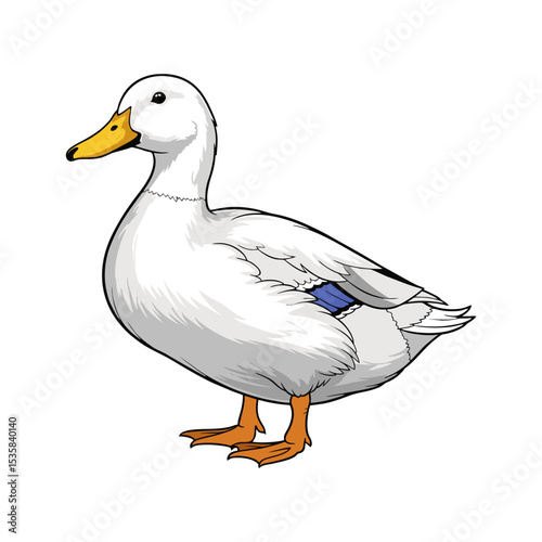 vector illustration of a male duck on a white background