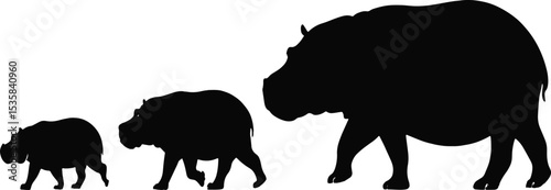 Three Hippos Walking Silhouettes Black White Animals