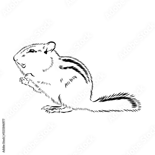 chipmunk, vector sketch