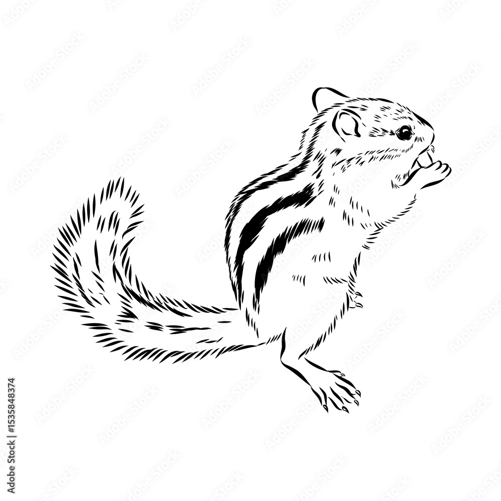 Naklejka premium chipmunk, vector sketch