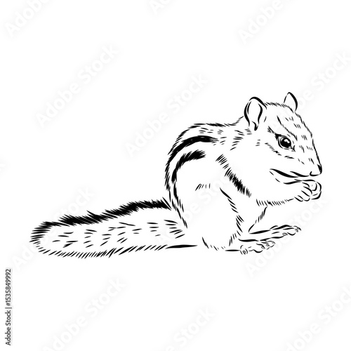 chipmunk, vector sketch