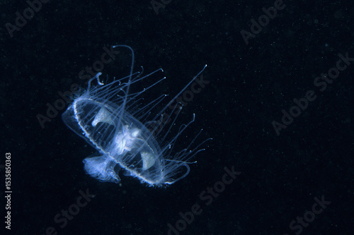 A freshwater jellyfish swims near the surface of a lake during summer.