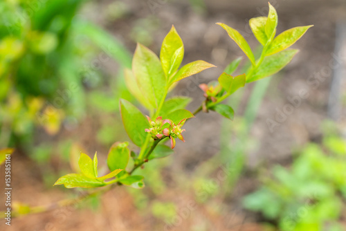 Small blueberry bush with blooming buds. Future harvest. Selective focus.