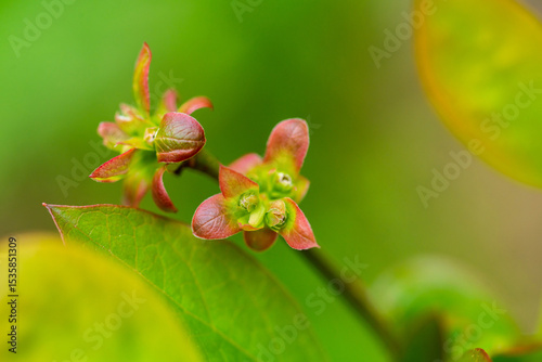 Small blueberry bush with blooming buds. Future harvest. Selective focus.