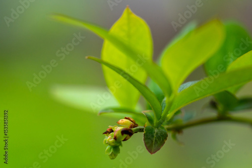 Small blueberry bush with blooming buds. Future harvest. Selective focus.