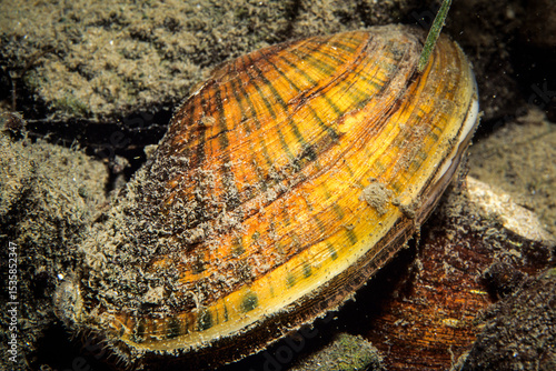 Eastern Lampmussel, an aquatic freshwater mussel, in the shallow waters of the St. Lawrence River during summer.
