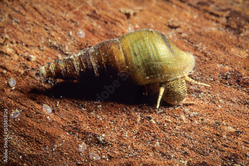 The Flat-sided Horn Snail, an aquatic freshwater snail, in the shallow waters of the St. Lawrence River during summer.