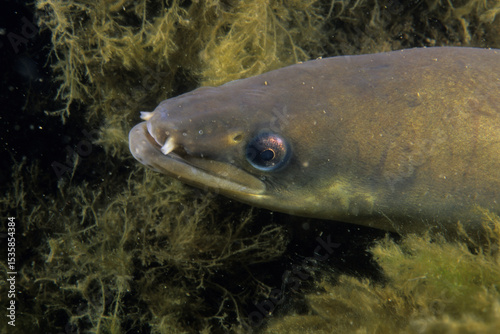 American eel underwater in the St. Lawrence River.