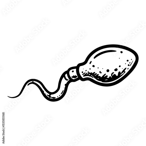 Sperm cell illustration, scientific art, black and white drawing, biological representation