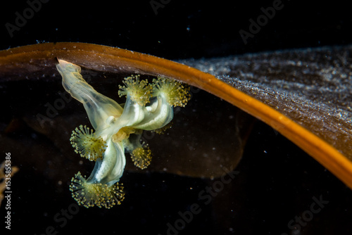Stalked jellyfish underwater in the St. Lawrence River