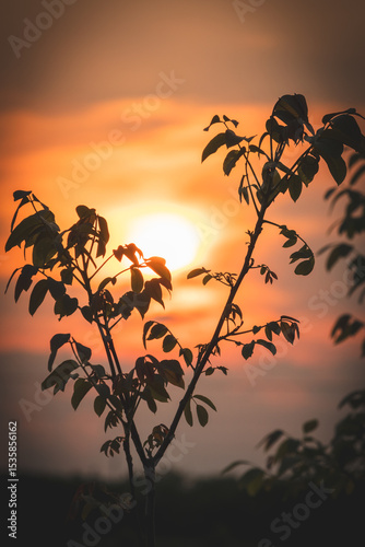 Colorful sunset on a June summer day in the countryside.