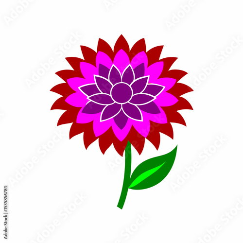 chrysanthemum flowers 