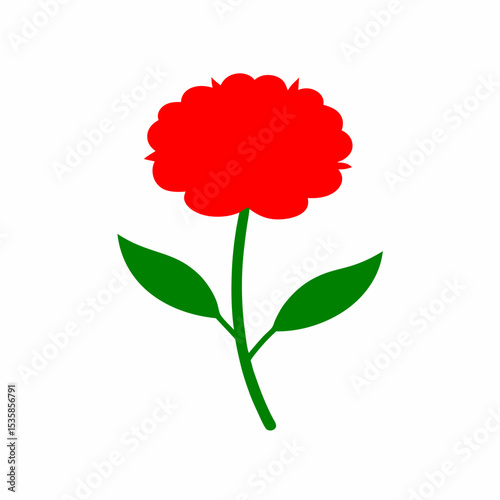 carnation flowers isolated on white