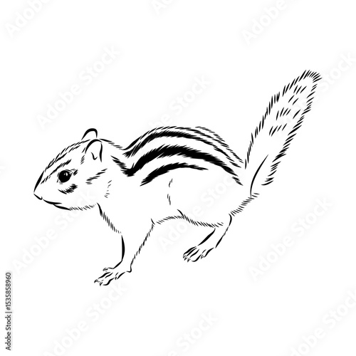 chipmunk, vector sketch