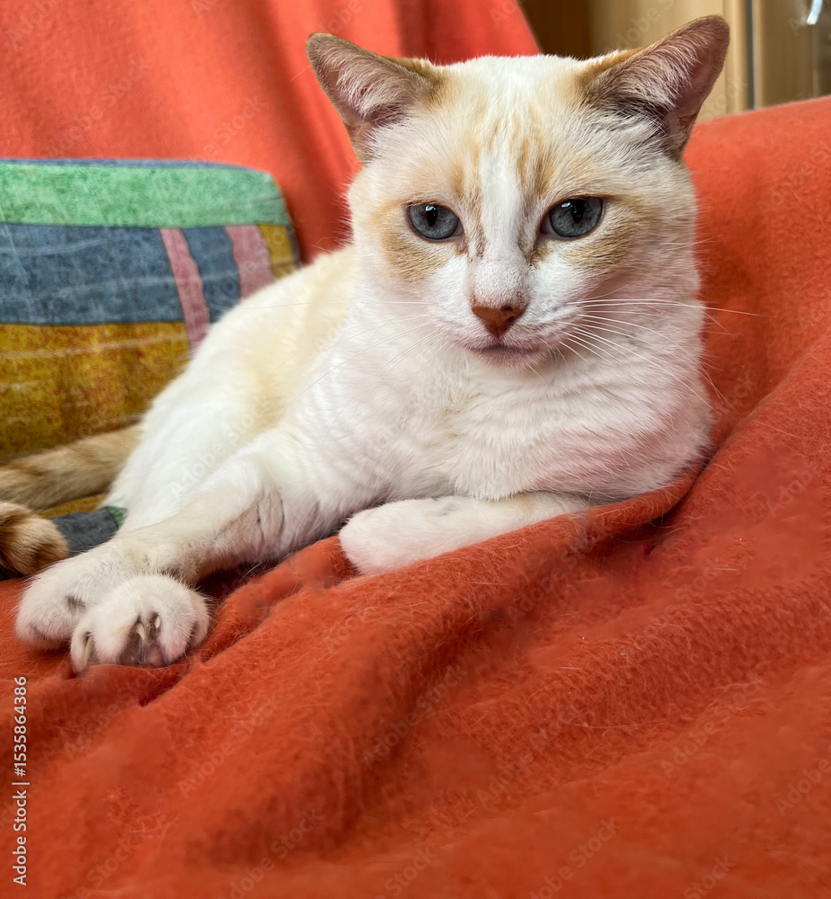 Obraz premium Calm cream-colored cat resting on an orange blanket
