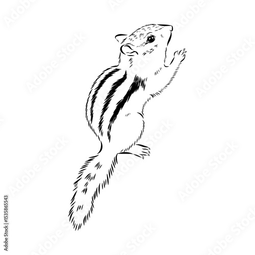 chipmunk, vector sketch