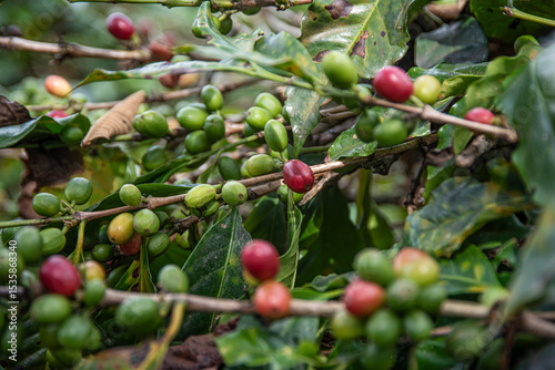 Colombian coffee,  axis of the coffee triangle