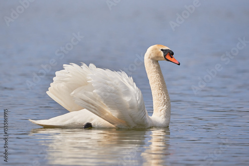 Fototapeta Naklejka Na Ścianę i Meble -  Mute swan on a lake preening feathers (Cygnus olor)