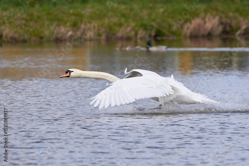 Fototapeta Naklejka Na Ścianę i Meble -  Mute swan in flight landing on water (Cygnus olor)