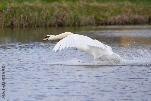 Fototapeta Naklejka Na Ścianę i Meble -  Mute swan in flight landing on water (Cygnus olor)