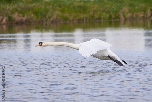 Fototapeta Naklejka Na Ścianę i Meble -  Mute swan in flight landing on water (Cygnus olor)