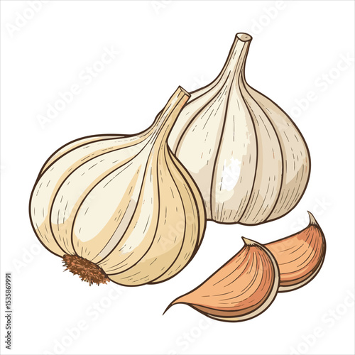 Garlic  Vector