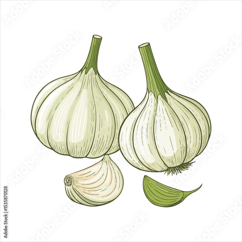 Garlic  Vector