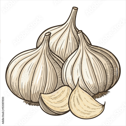 Garlic  Vector