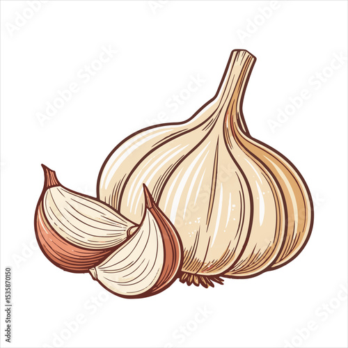 Garlic  Vector