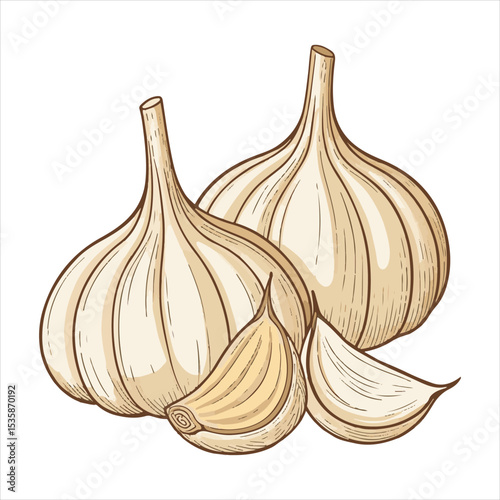 Garlic  Vector
