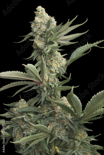 medium shot of a marijuana plant on black background.