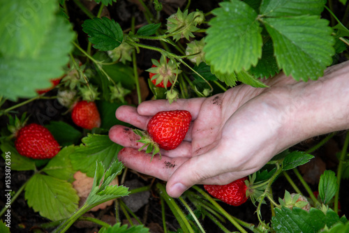 Strawberry picking in the garden, close up. Fresh berries growing among green foliage. Mature red berry in male hand. June harvest in the garden. 