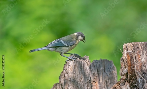 Great Tit (Parus major) is a songbird that lives in orchards and woodlands. It is a common bird in TurKey.
