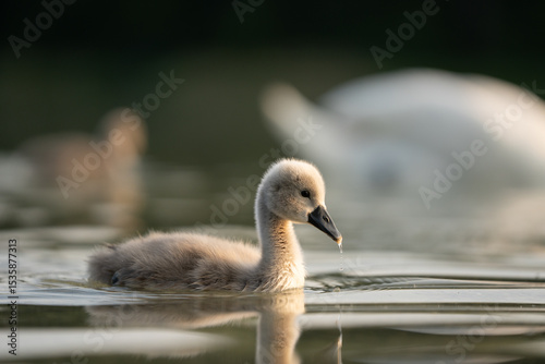 Fototapeta Naklejka Na Ścianę i Meble -  swan baby on the lake