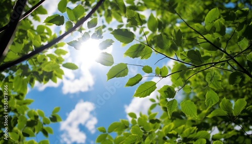 Sunlight filtering through lush green leaves creating a serene atmosphere in a vibrant natural environment