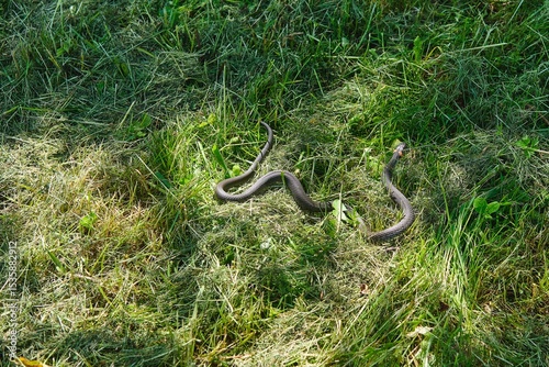 Fotografie Non-venomous snake, black grass snake with orange spots on its head on a lawn with green grass