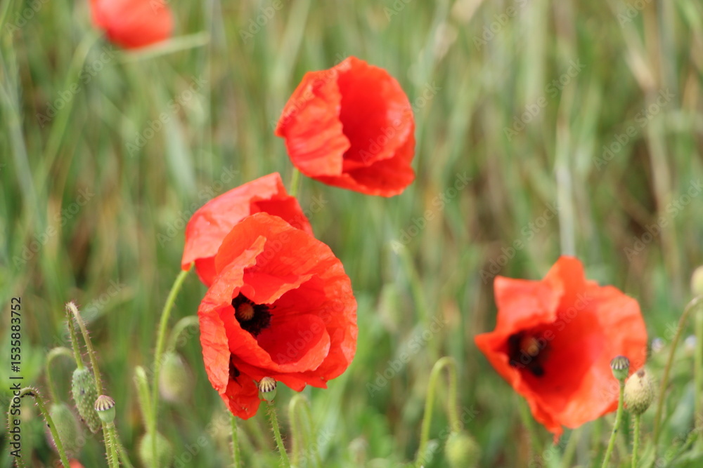 Fototapeta premium Red poppy flowers – bright trio close-up