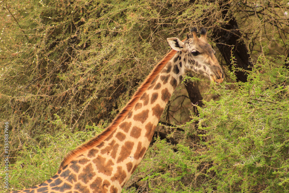 Fototapeta premium Giraffe
